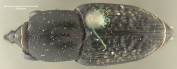 Media type: image;   Entomology 5205 Aspect: habitus dorsal view